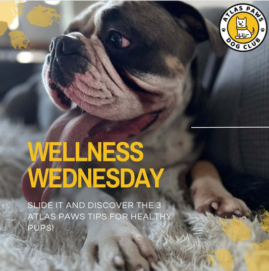 Wellness Wednesday: 3 Top Tips for a Happy, Healthy Pup