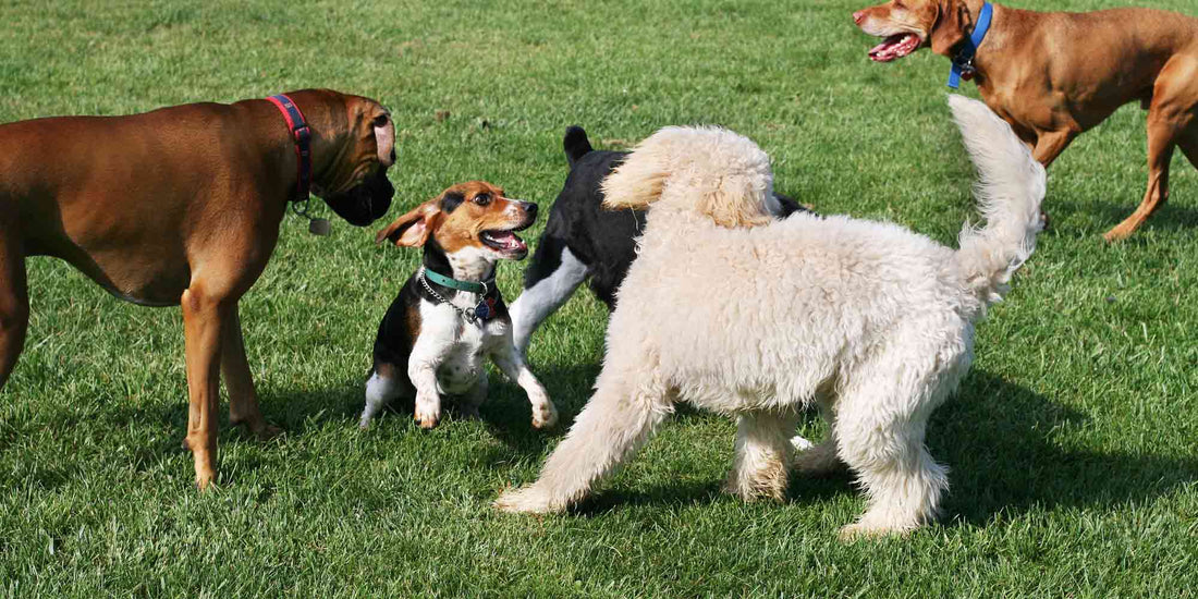 Unleashing Canine Confidence: How Daycare & Boarding Can Boost Dog Wellness ✨