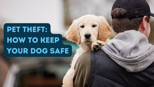 Don't Let Love Go Missing: Protecting Your Furry Valentine on Pet Theft Awareness Day ❤️