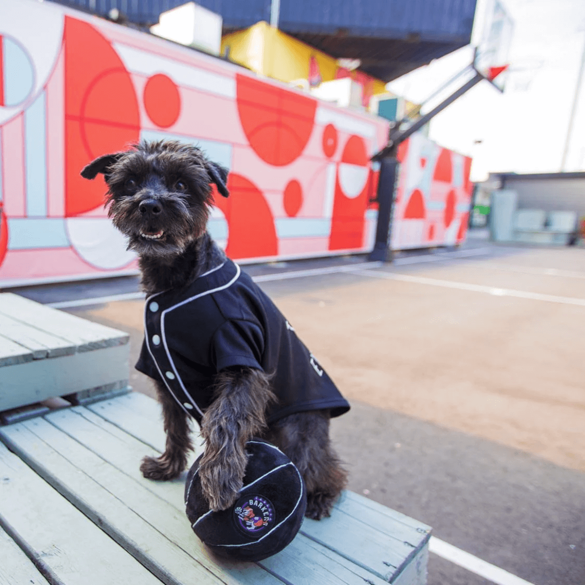 Toronto Barkers
