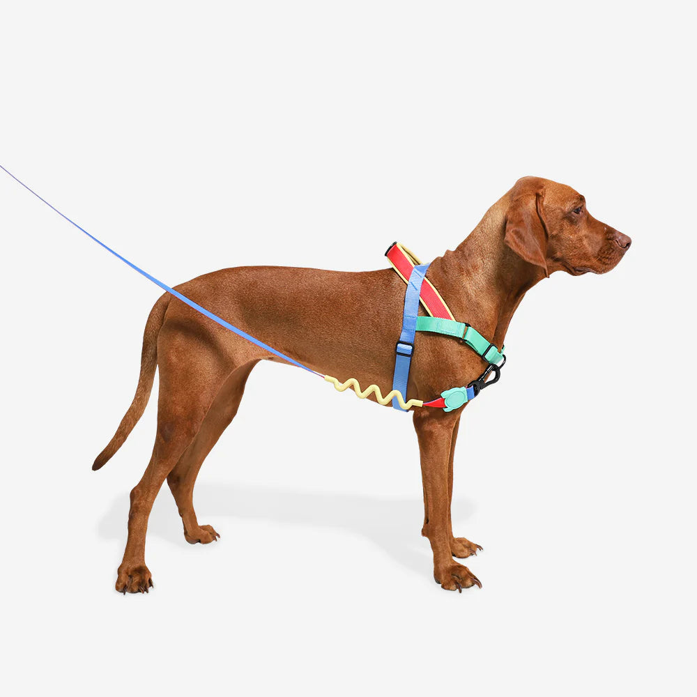 SofterWalk Harness Mellow