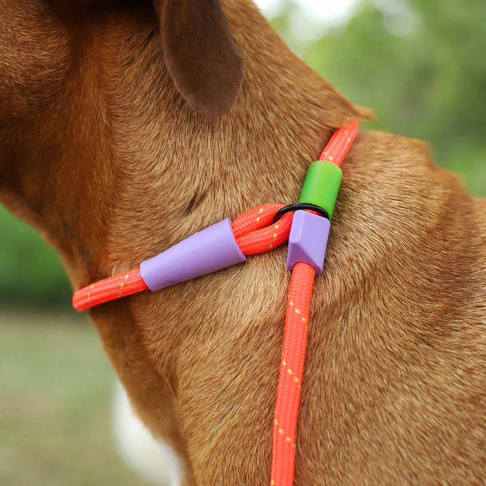 Everest Slip-N-Lock Leash
