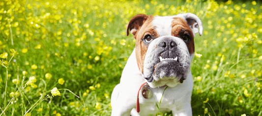 Get Wrinkled with Love: Celebrate National Bulldogs Are Beautiful Day with Atlas Paws! ❤️