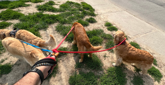 Walking Toronto's Four-Legged Friends: The Importance of Permits and Insurance 🐾