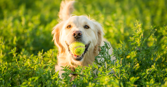 The Benefits of Dog Daycare: Why Your Pet Deserves a Day Out" 🐾