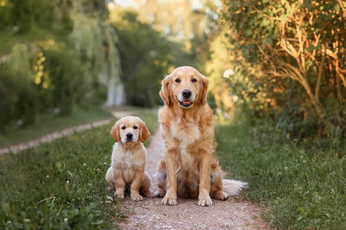 Celebrating National Golden Retriever Day: Shining Light on Our Golden Friends 🐾