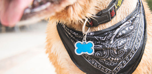 Never Say Lost Again: Celebrate National Pet ID Week with Atlas Paws!