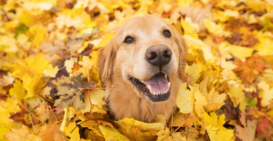 Pet Safety Tips For The Autumn Season 🍁🐾