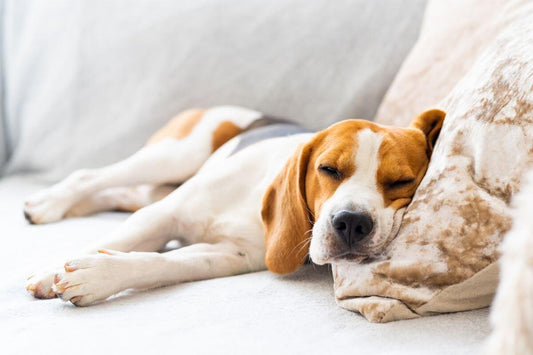 Why Your Dog Should Go to Daycare At Least Twice a Week