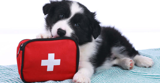 Be Prepared! Celebrating Pet First Aid Awareness Month with Atlas Paws ‍⚕️