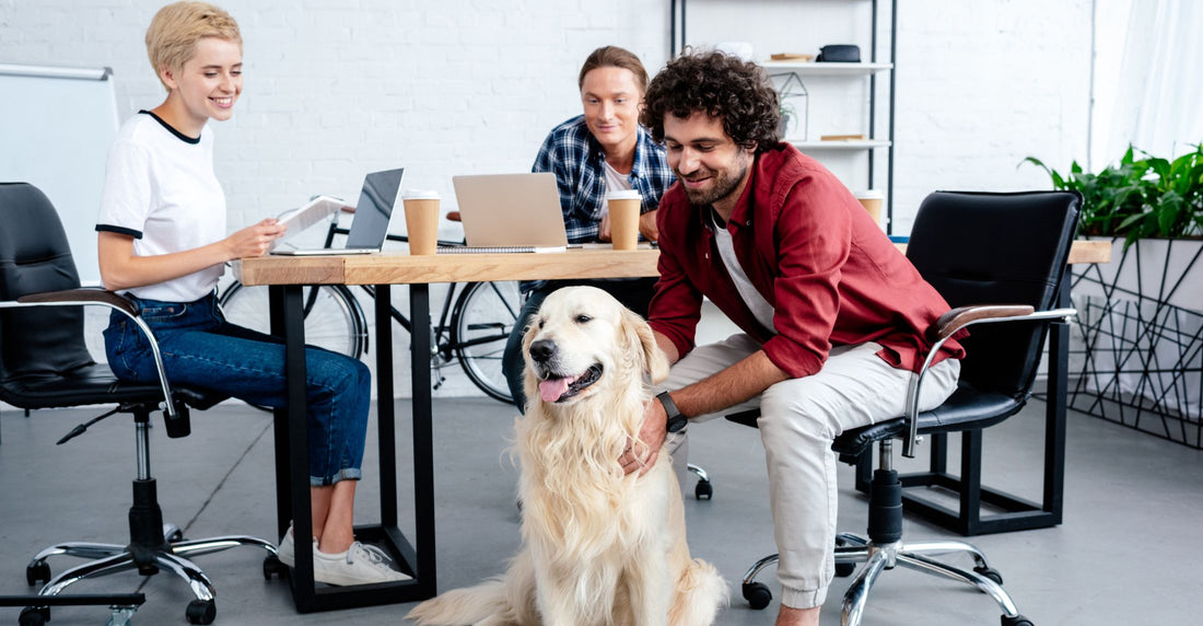 Dogs in the Workplace: Unleashing Happiness and Productivity 🐶🏢