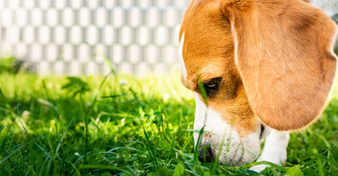 Why Do Dogs Eat Grass? Unraveling the Mystery 🌱🐶