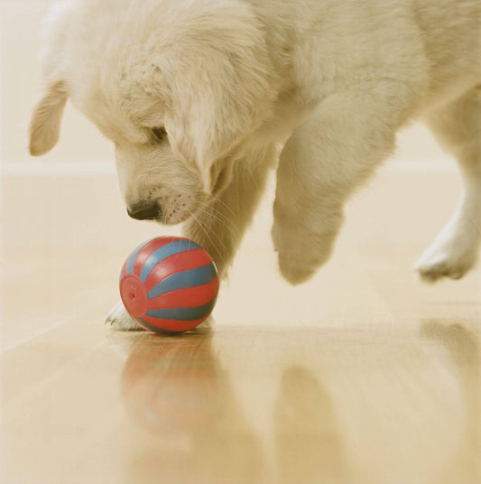 Why Atlas Paws Is Toronto’s Best Dog Facility – Daycare, Boarding, Grooming & More!
