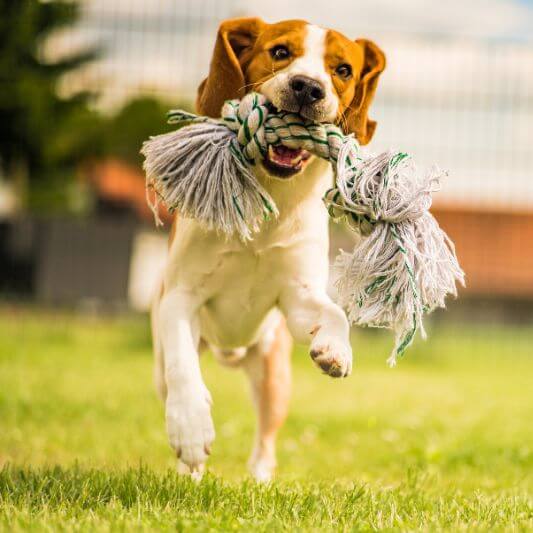 Dog Daycare