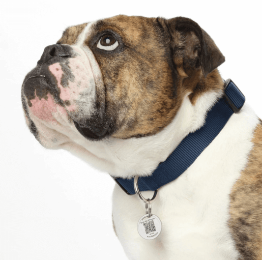 Circle Collar Tag with Lost & Found Service