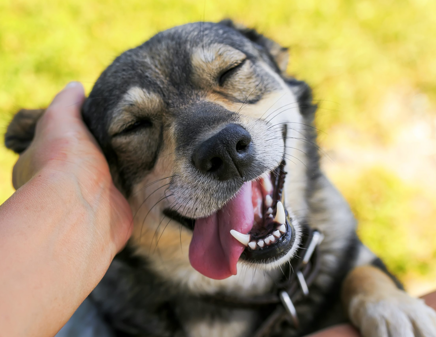 Dog Daycare