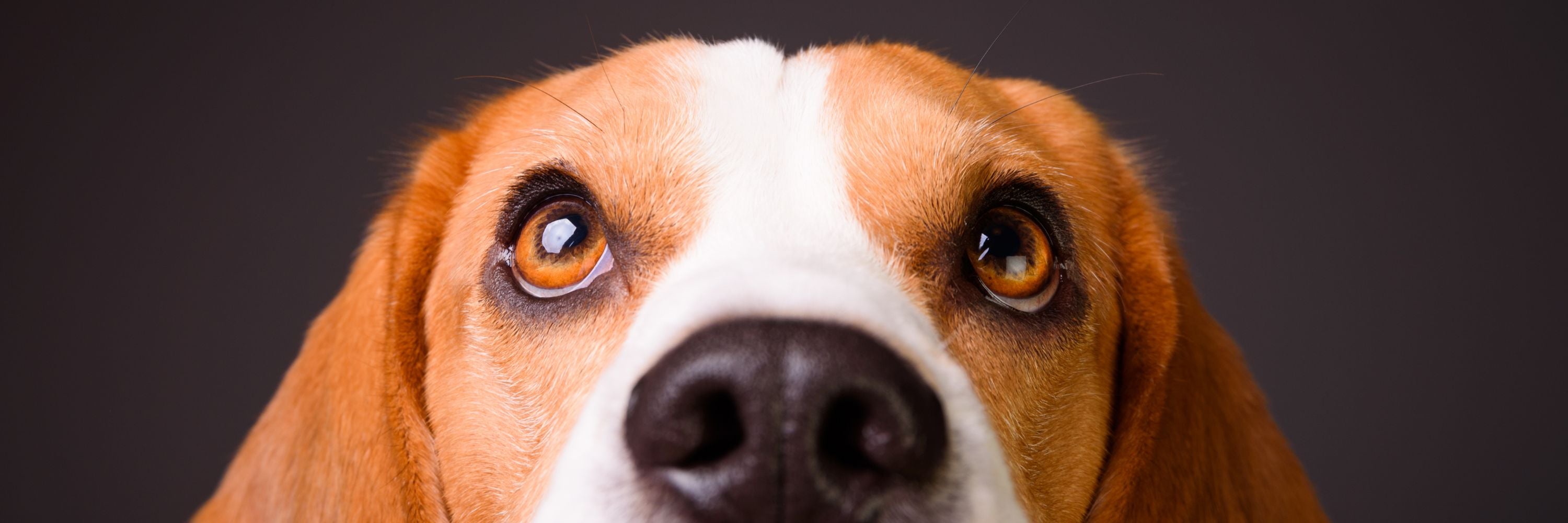 Frequently Asked Questions (FAQ) - Get answers fast! – Atlas Paws